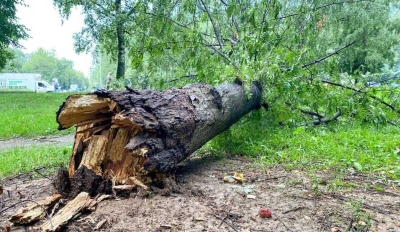 В Подмосковье дерево упало на подростка из-за сильного ветра